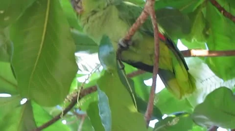 Talking parrot Stock Footage 21877962
