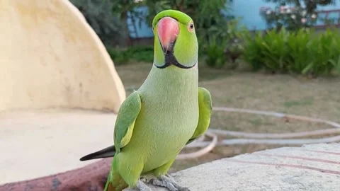 Talking Parrot Stockbeeldmateriaal 164020424