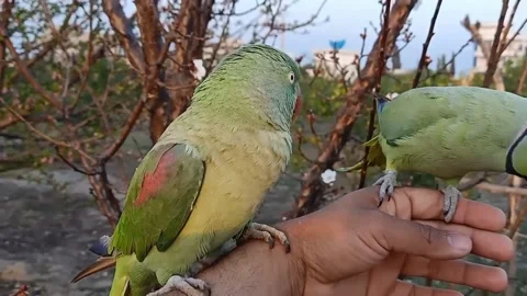 Talking Parrot Stockbeeldmateriaal 165968686