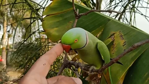 Talking Parrot 스톡 동영상 166026001