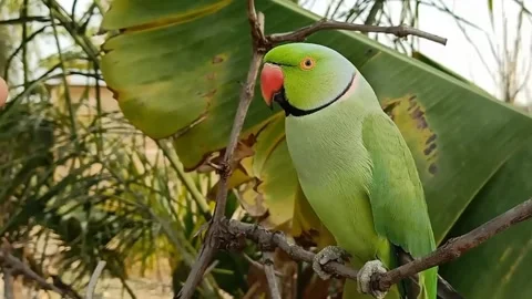Talking Parrot Stock-Footage 166026650
