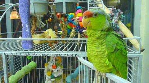 Talking Parrot Series Stock Footage 2634859