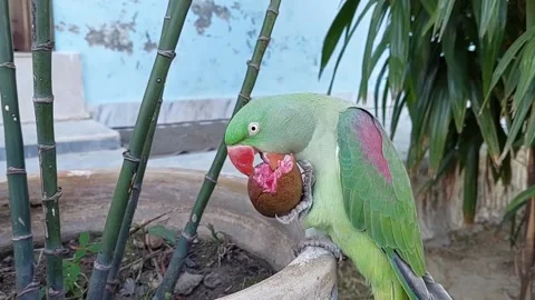 Talking Parrots Eating Guava Fruit Video stock 229865674