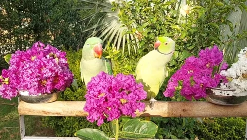 Talking Parrots 動画素材 164886328