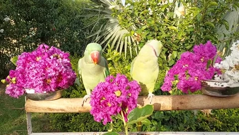 Talking Parrots Stock Footage 164886350