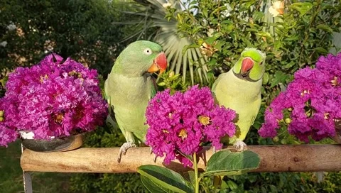 Talking Parrots Stock Footage 164886363