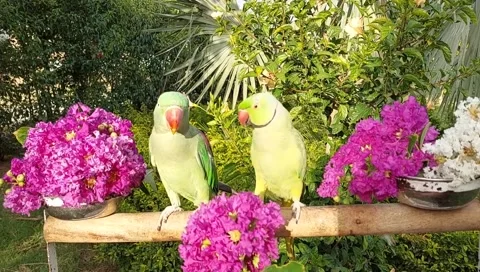 Talking Parrots Stockbeeldmateriaal 164886375