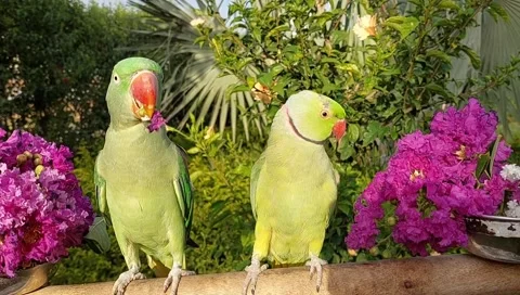 Talking Parrots Video stock 164886379