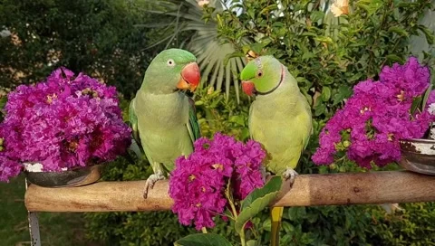 Talking Parrots Stock Footage 164886548