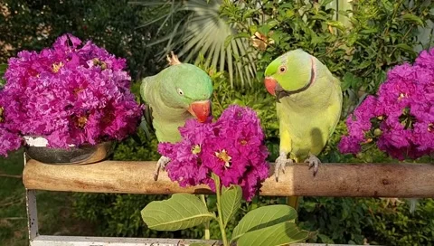 Talking Parrots Stock Footage 164886557