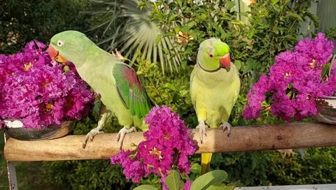 Talking Parrots Stock Footage 164886581