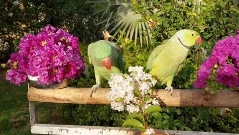 Talking Parrots 스톡 동영상 164886608