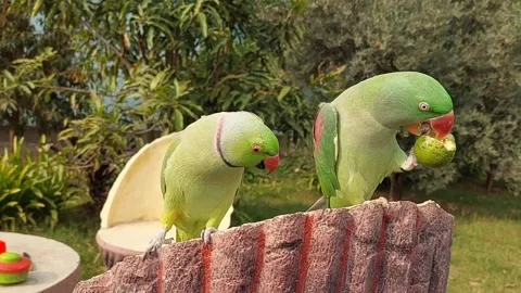 Talking Parrots Relaxing Sounds Stock Footage 229909761