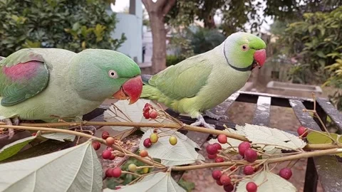 Talking Parrots Relaxing Sounds Stock-Footage 229909933