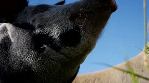 Talking Pig Stock Footage 142160021