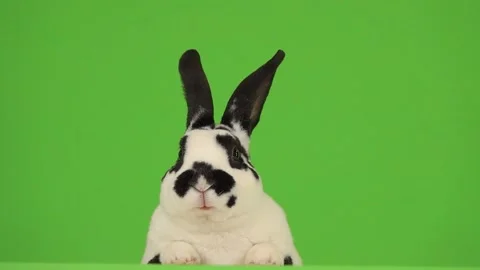 Talking rabbit isolated on a green screen. slow motion Stock Footage 134166424