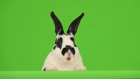 Talking rabbit isolated on a green screen. slow motion Stock Footage 134166677