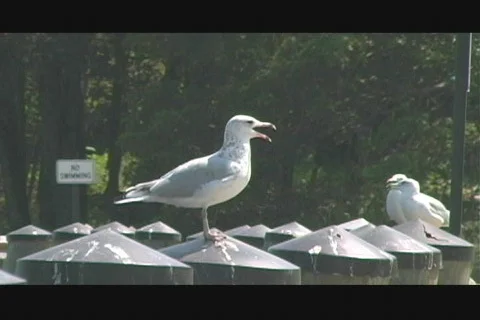 Talking Seagull 01 Video stock 502929