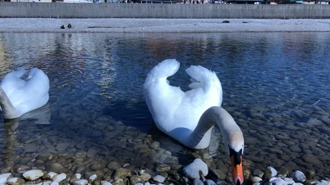 Talking Swan Stock Footage 87870818