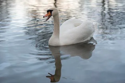 Talking swan 스톡 사진
