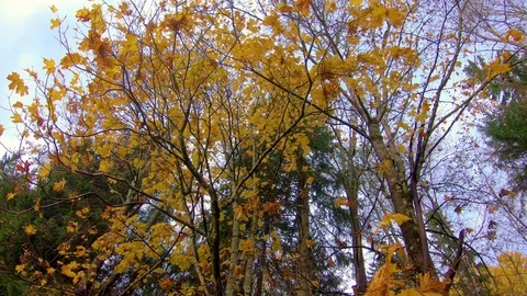 The tall acer trees in the forest with the maple leaves Stock Footage 81787939