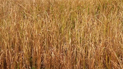 Tall and dry grasses Stock Footage 285754893