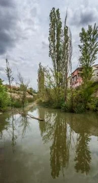 Tall and green tree with reflection in the river Stock Photos