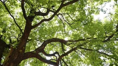 Tall and imposing trees Stock Footage 233675079