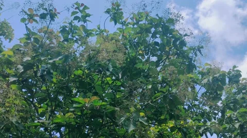 A tall and lush teak tree in a village Stock Footage 220609623