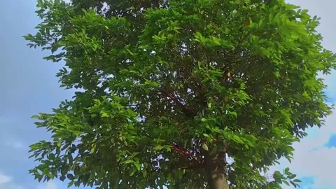 Tall and lush trees blown by the wind 動画素材 204936038