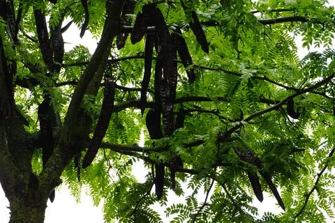 A tall and robust tree filled with a multitude of green leaves and branches Stock Photos