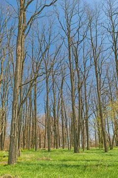 Tall and Thin Trees Reaching Above the Grasses Stockfoto's