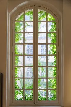 Tall Arched Window Framed by Green Ivy in a Sunlit Historic Interior Scene Stock-Fotos
