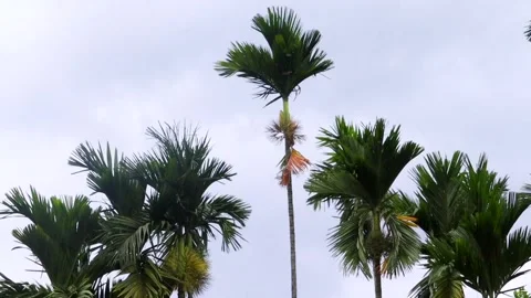 Tall areca palm trees swaying in strong wind beneath an overcast tropical sky Stock-Footage 336533120