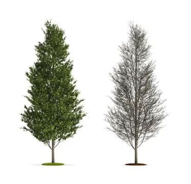 Tall aspen tree. Stock Illustration