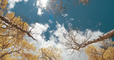 Tall aspen trees Stock Footage 68535445