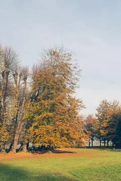 Tall autumn treeagainst blue sky. Stock Photos