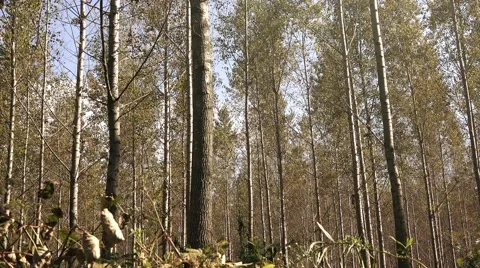 Tall autumn trees in deciduous forest with sunlight Stock Footage
