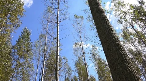 Tall autumn trees in deciduous forest with sunlight Stock Footage