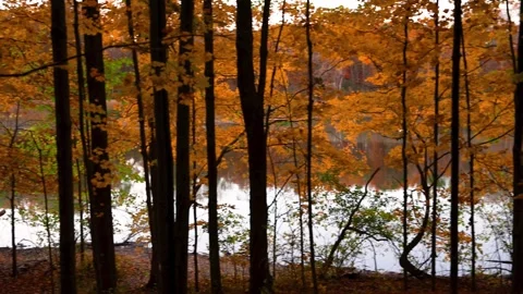 Tall autumn trees fall foliage in Michigan state park by the pond. Stock Footage 314589406
