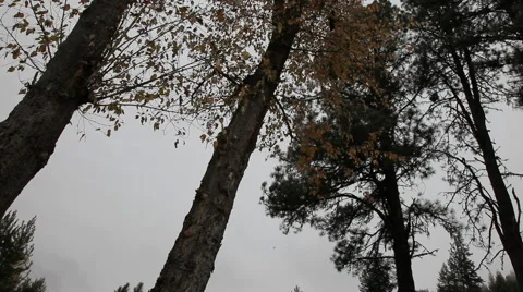 Tall Autumn Trees Stock Footage 40813007