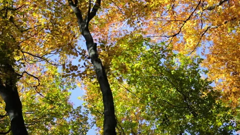 Tall autumn trees Stock Footage 104678761