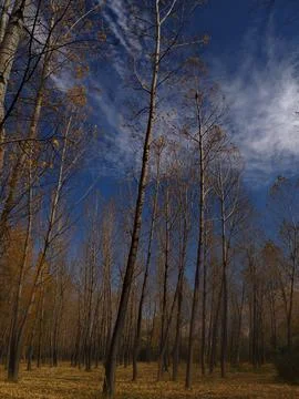 Tall Autumn Trees Under Dramatic Sky in Moody Forest Landscape Stock Photos