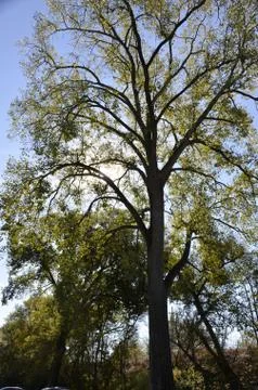 Tall Backlit Trees Stock Photos