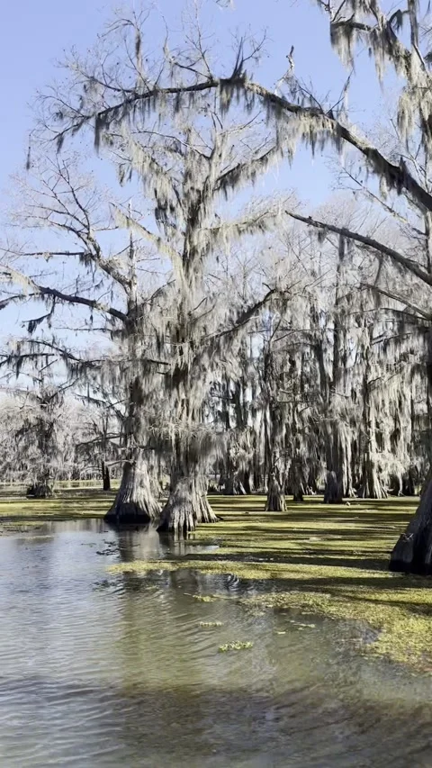 Tall Bald Cypress Trees with Spanish Moss at lake Stock Footage 342162587