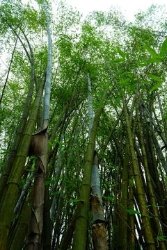 Tall bamboo forest from below Stock Photos
