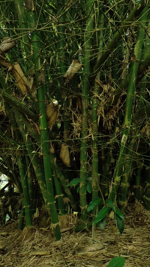 Tall Bamboo Stalks Viewed from Below in Lush Tropical Forest Stock Footage 335079824