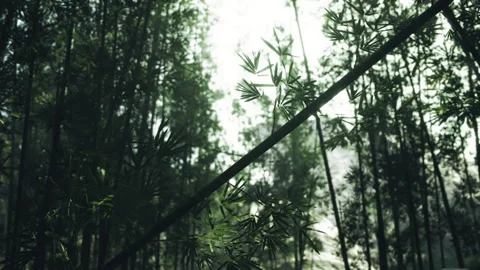 Tall bamboo trees and fallen stalks emphasize exploration spirit Stock Footage 331396912