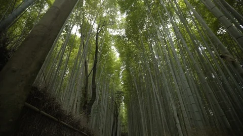 Tall bamboo trees Stock Footage 94504193