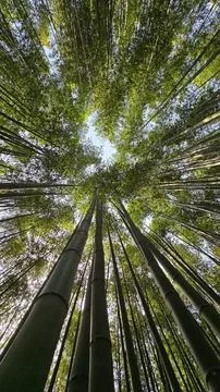 Tall Bamboo Trees Stock Photos